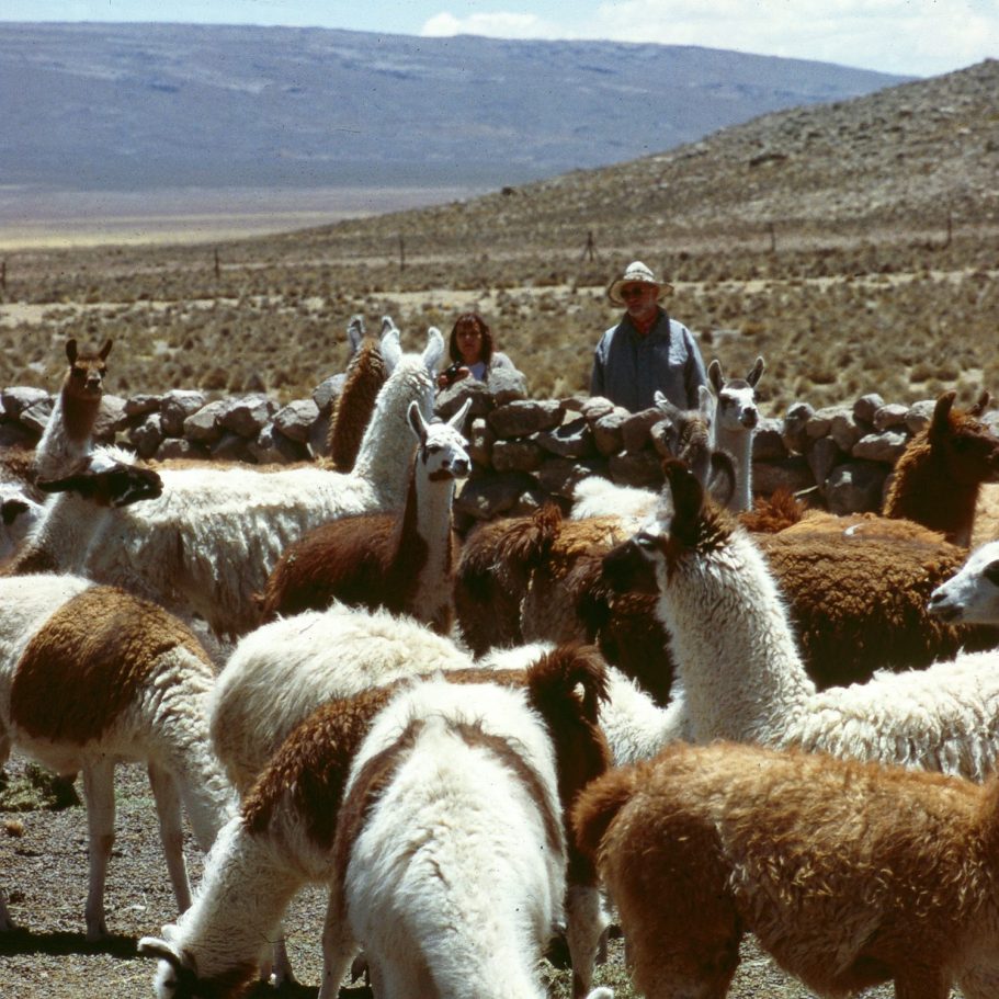 Eine Herde Alpakas auf Hügeln in der Wildnis